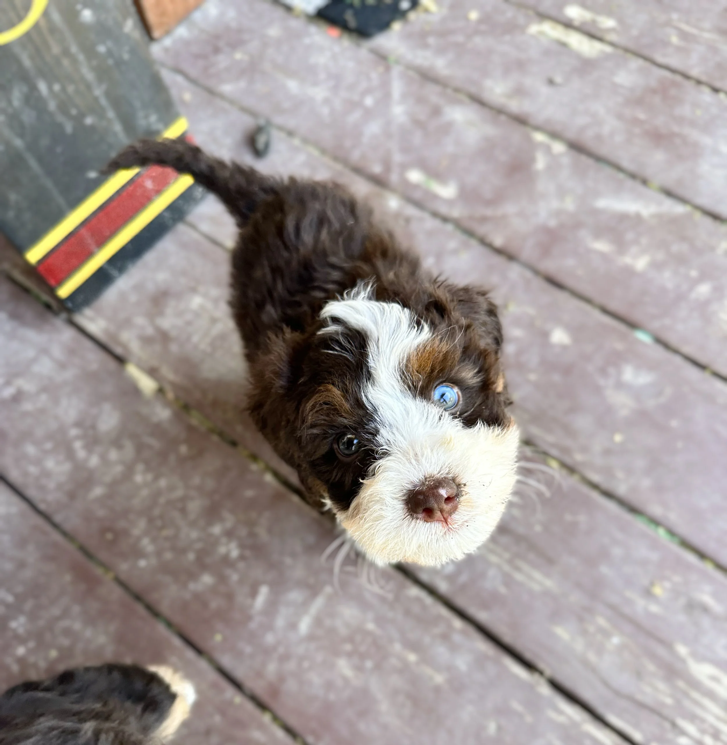 blue eyed chocolate tri bernedoodle