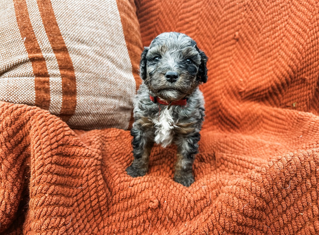 do australian mountain doodles shed