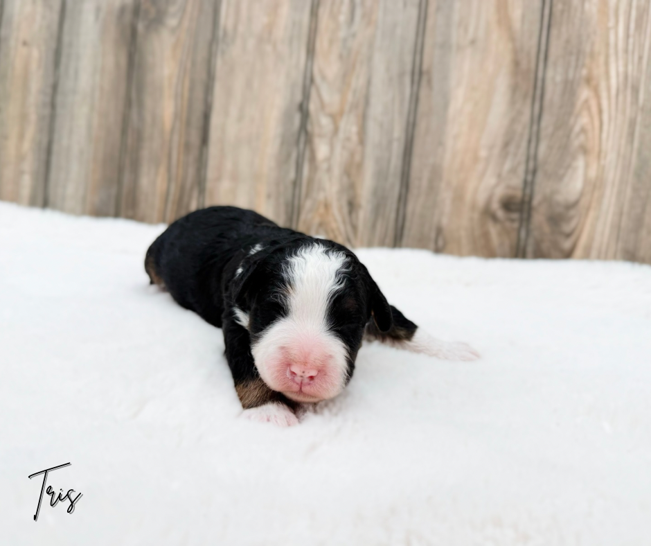 standard bernedoodles for sale