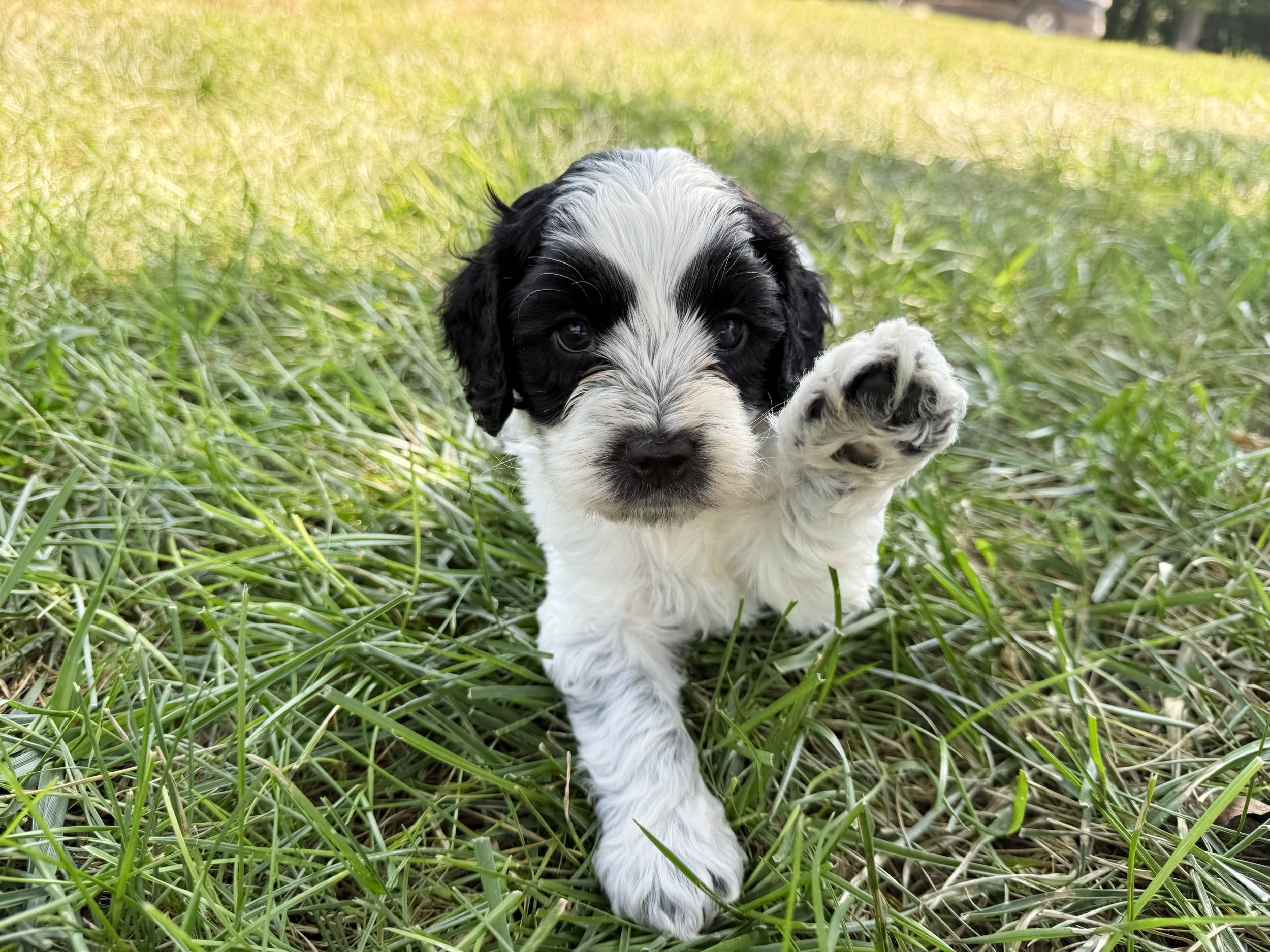 roan doodle puppy