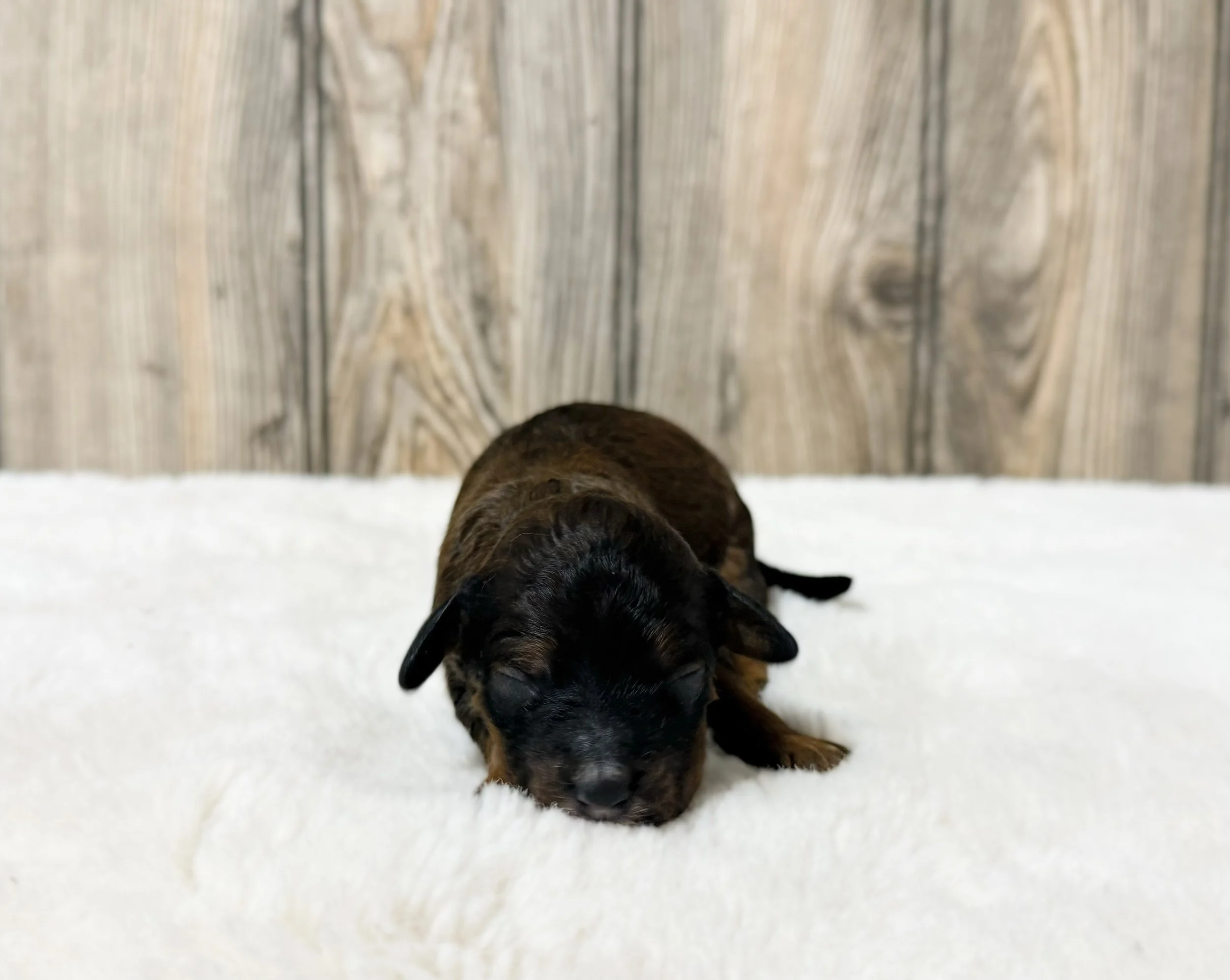 sable cockapoo puppy for sale