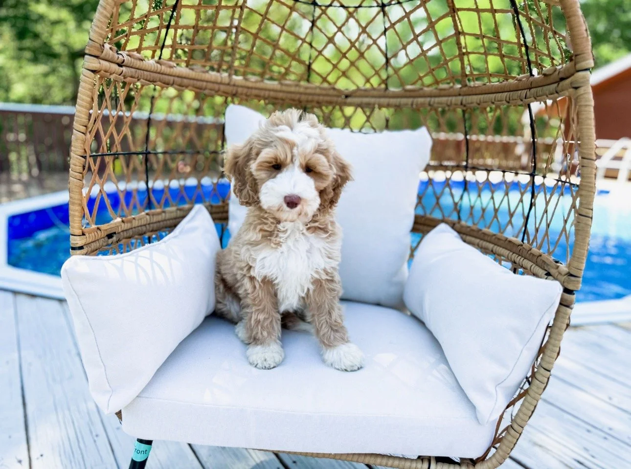 CARAMEL TUXEDO AUSTRALIAN LABRADOODLE