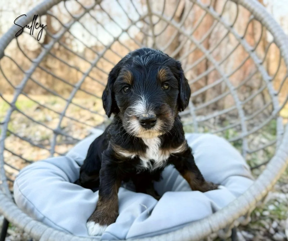 multigen bernedoodle puppies