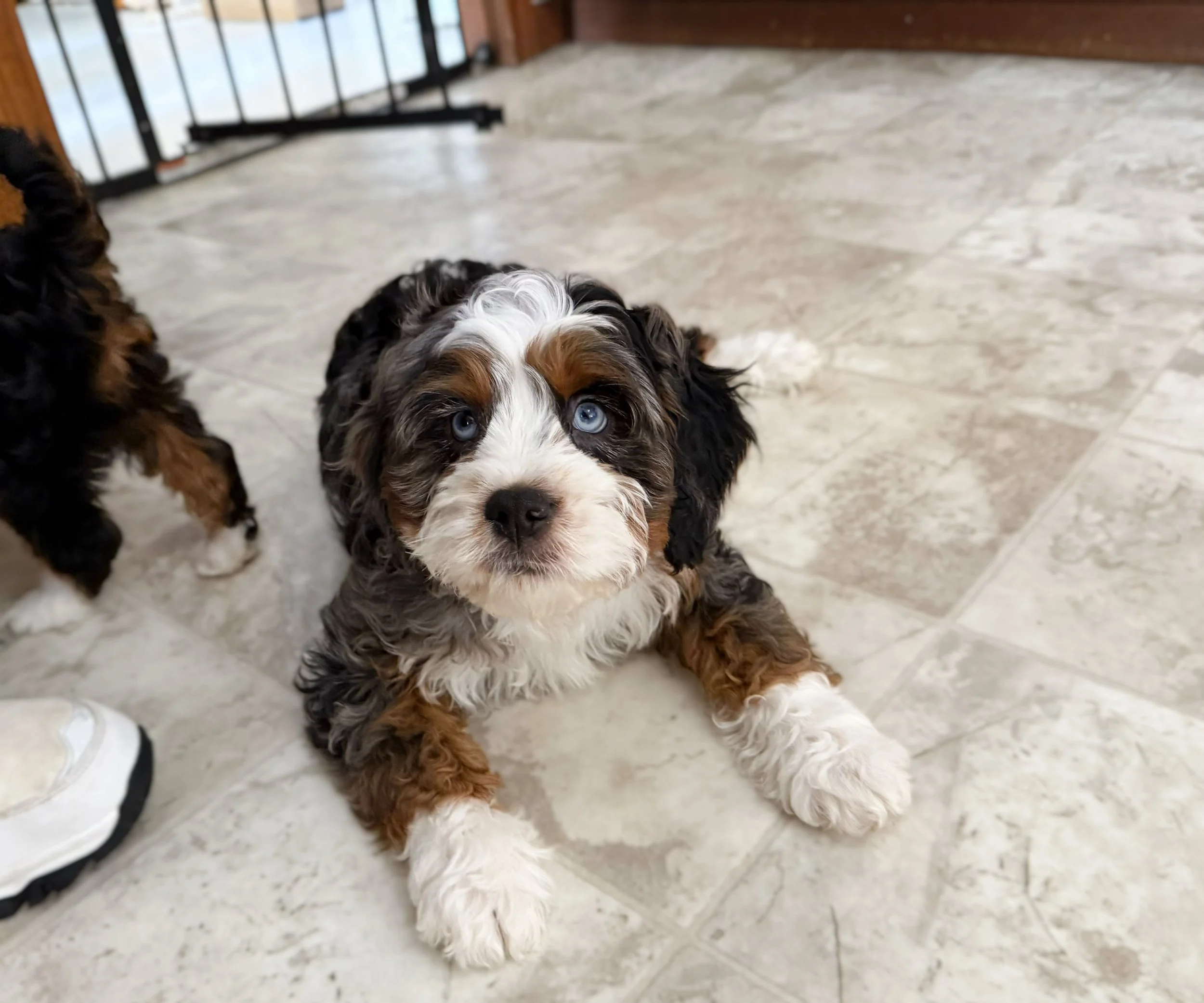 merle cavapoo breeders near me