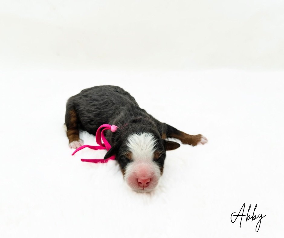 merle bernedoodle puppy