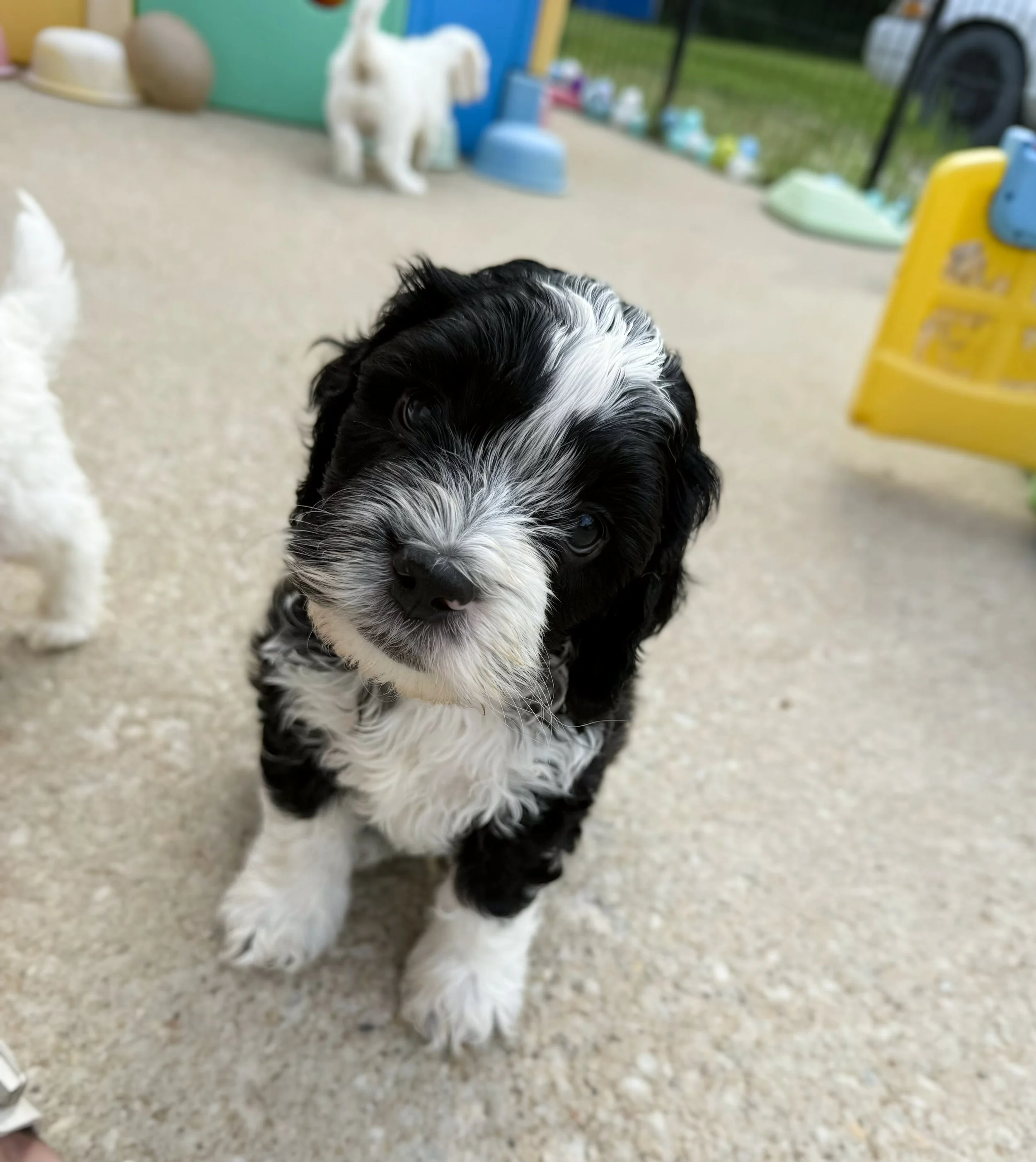 labradoodles for adoption near me