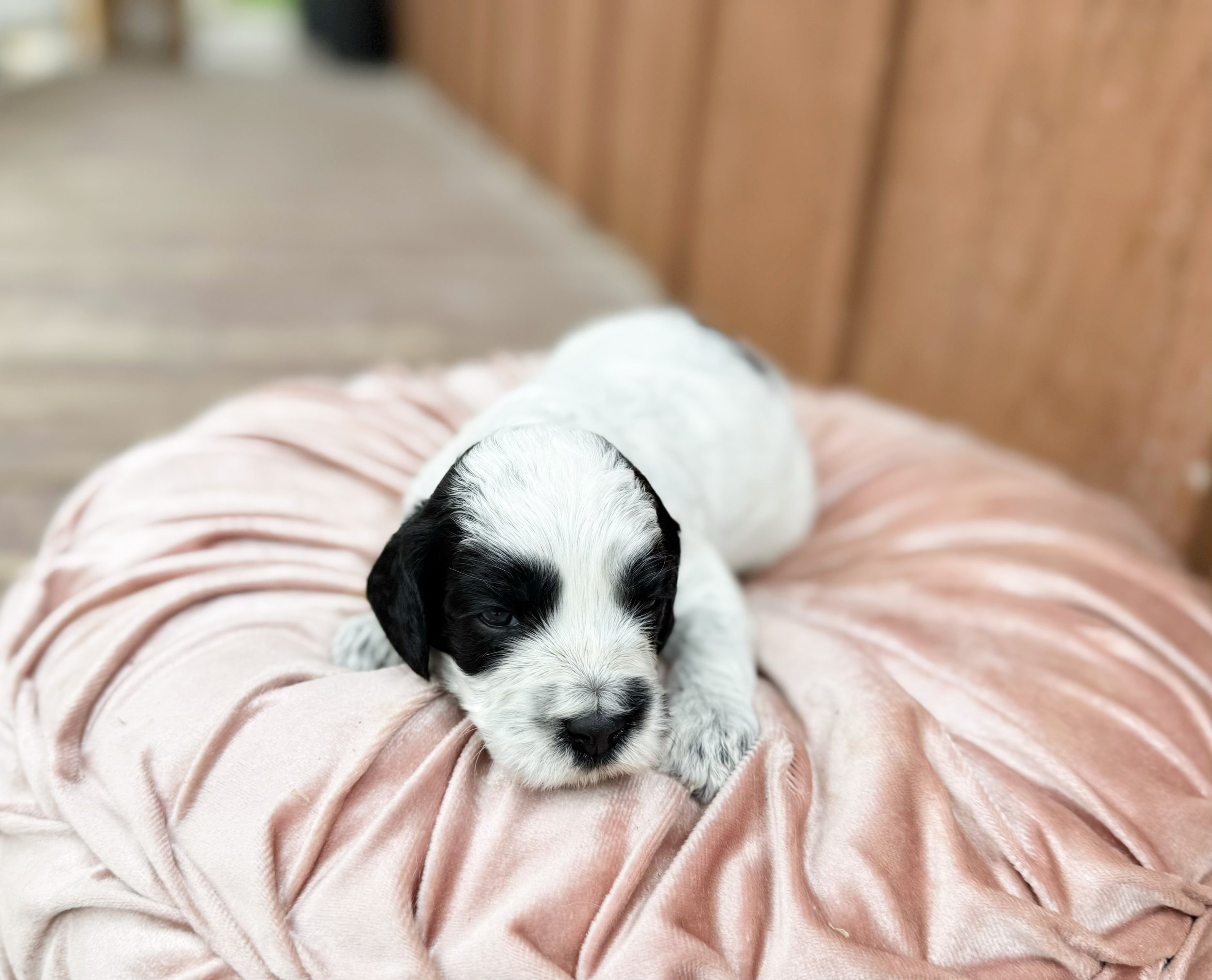 australian labradoodle breeders in kansas
