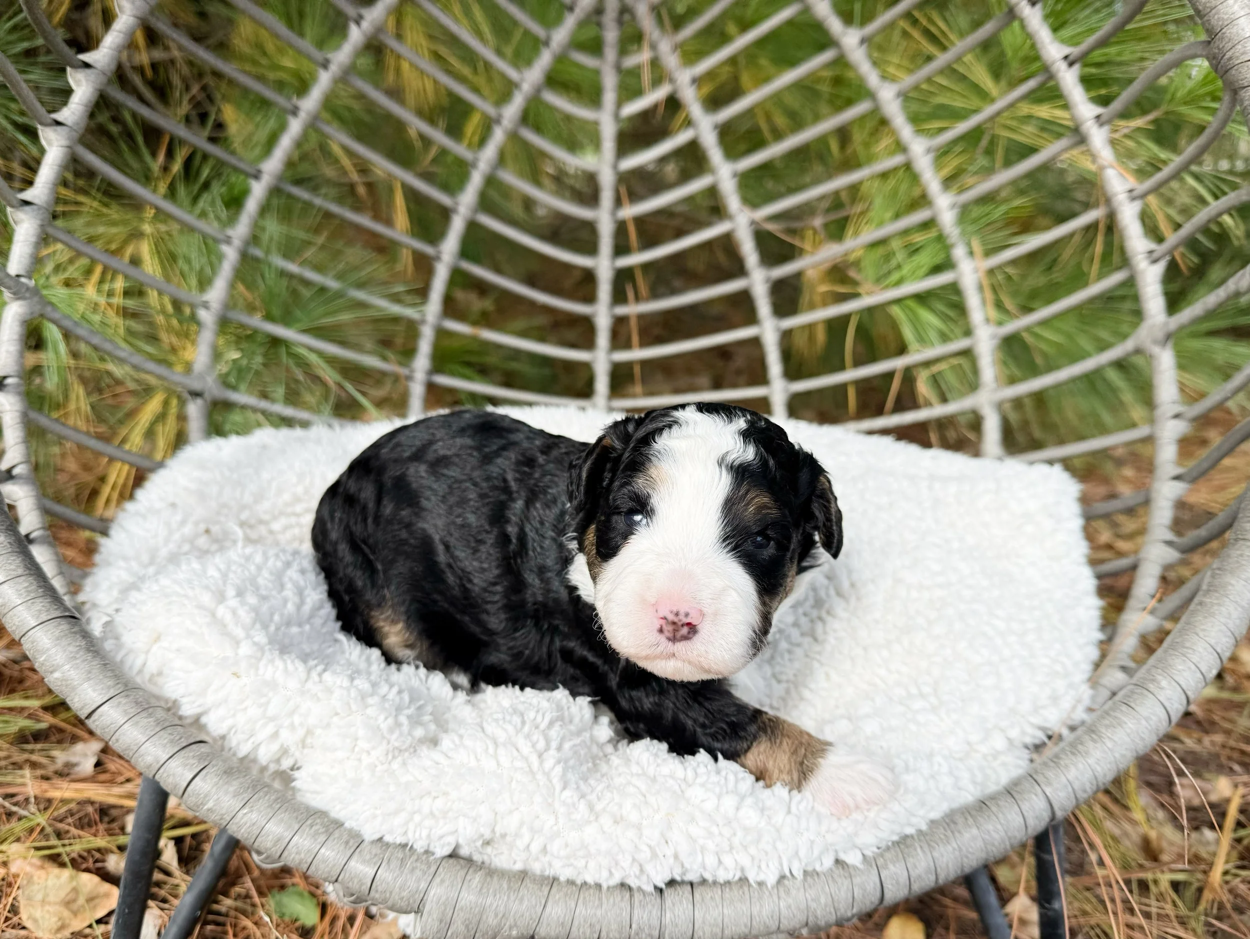 top bernedoodle breeders
