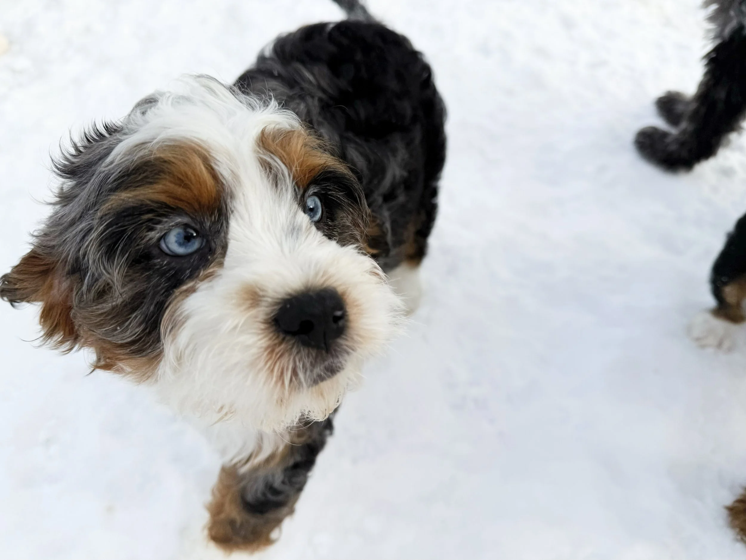 do cavapoos like snow