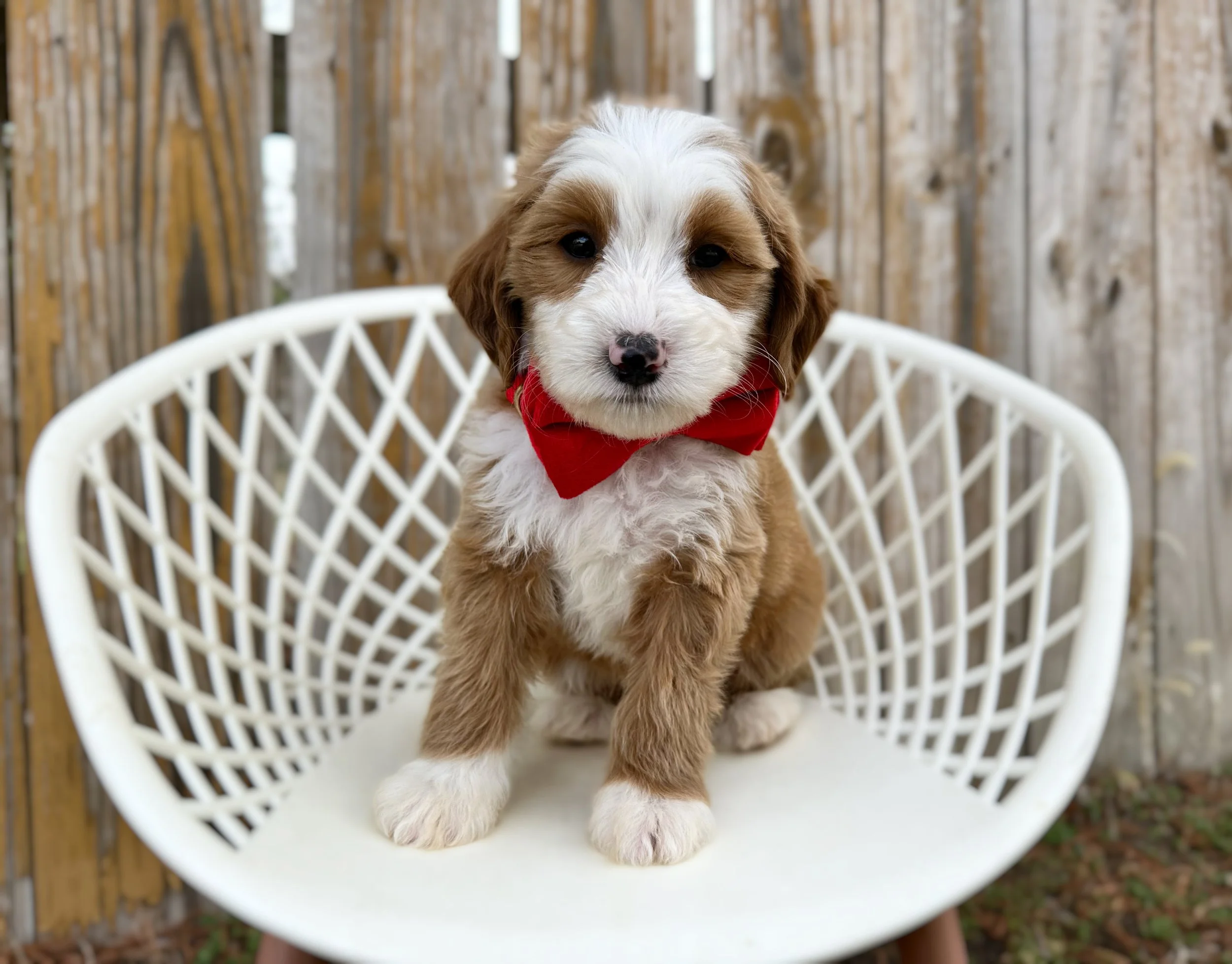 cute bernedoodle puppies for sale