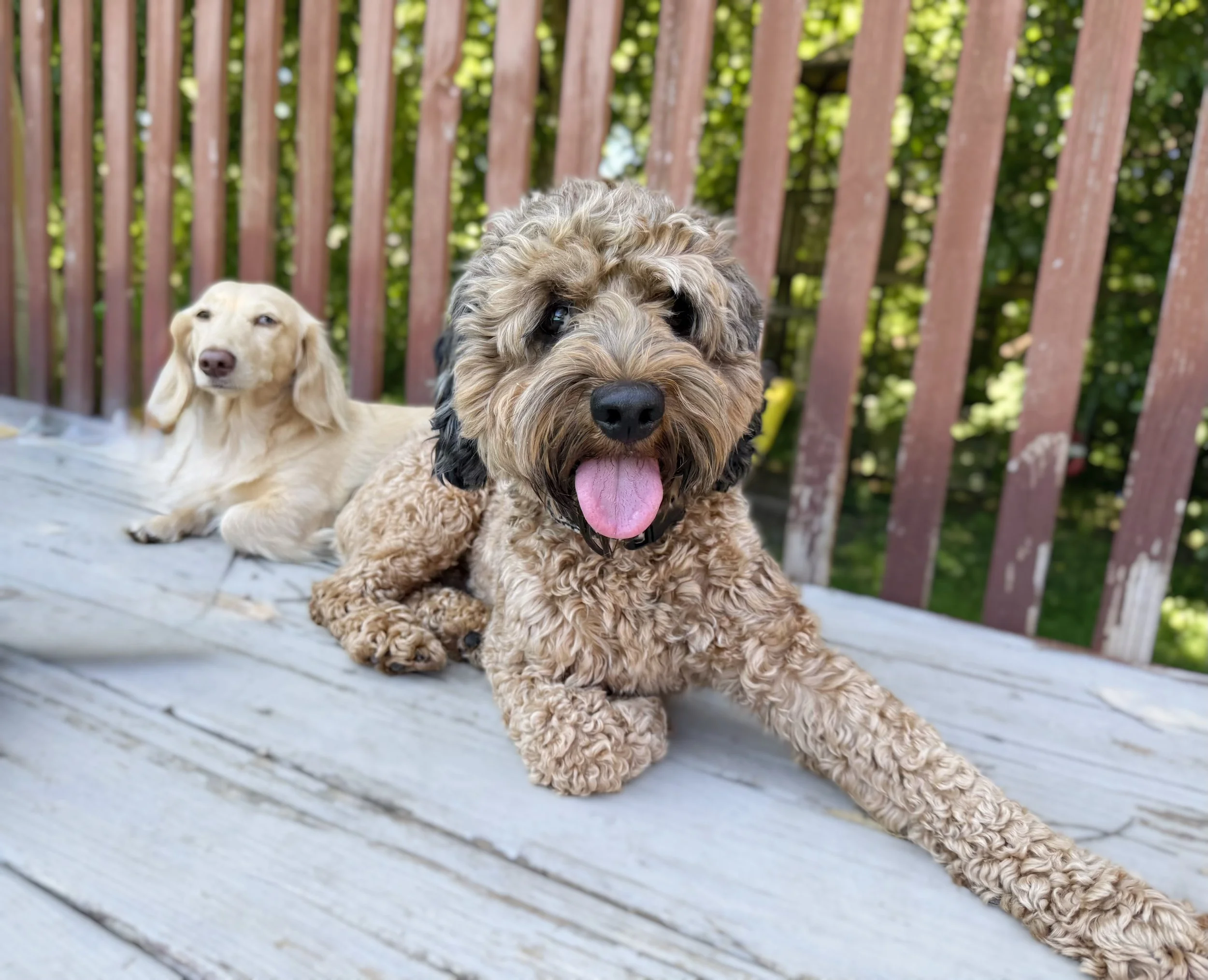 sable f1 cockapoo