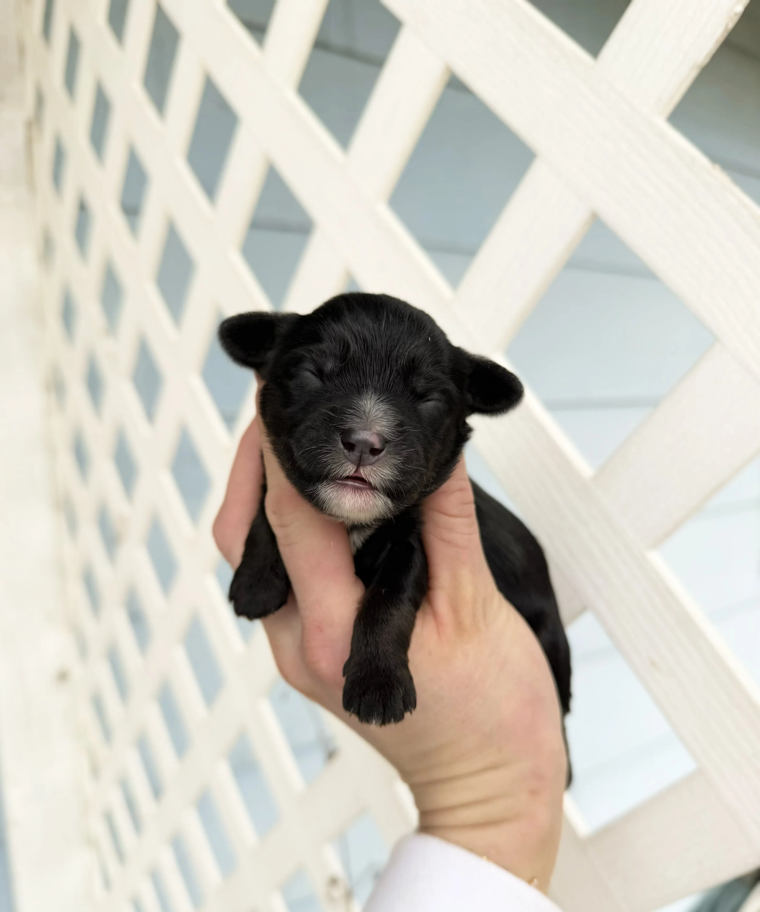 black doodle puppies for adoption