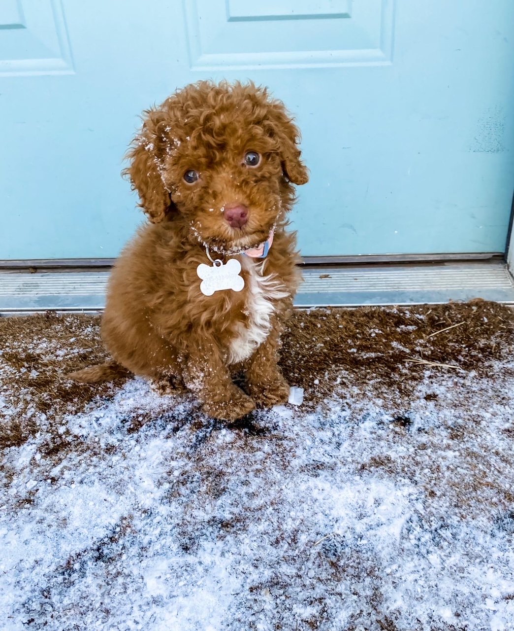 curly red labradoodle puppy