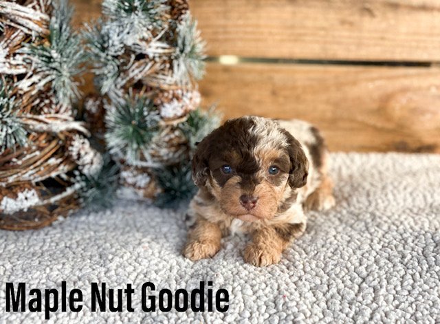 PUPPY AUSTRALIAN LABRADOODLE