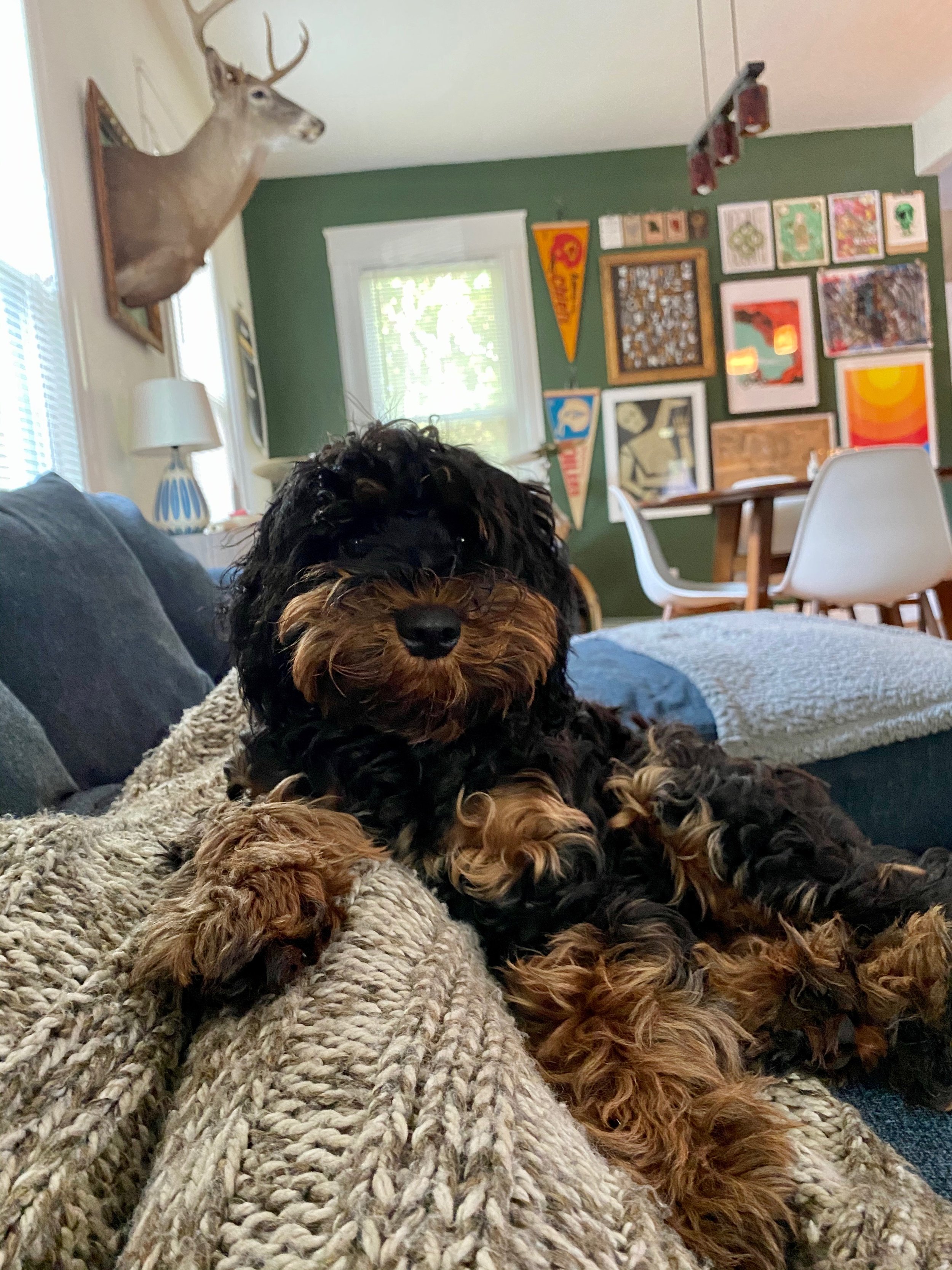 FULL GROWN PHANTOM AUSTRALIAN LABRADOODLE