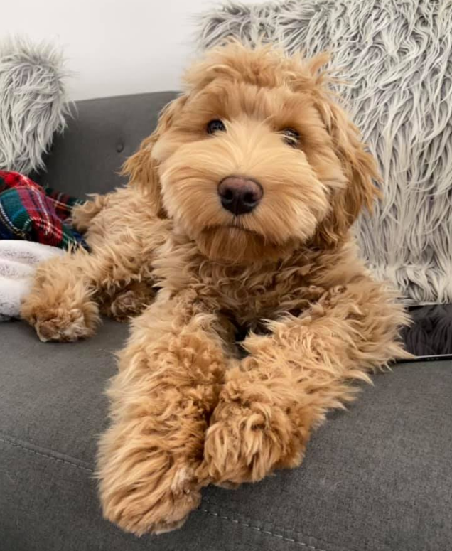 FULL GROWN MINI AUSTRALIAN LABRADOODLE