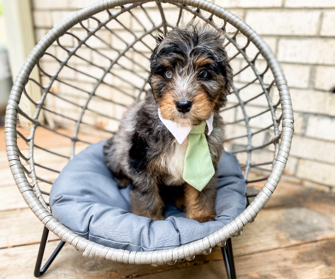 Merle bernedoodle puppy for sale