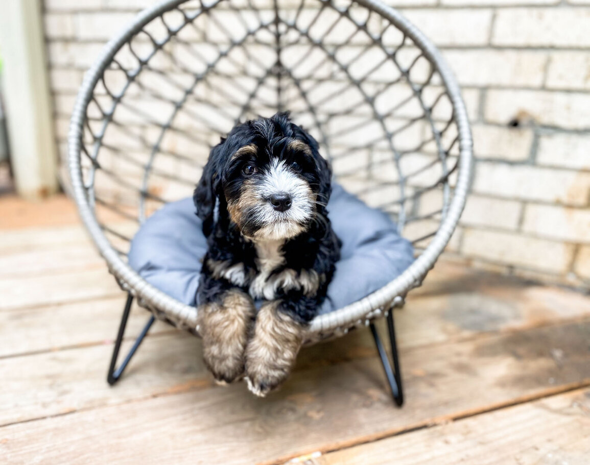 MINI BERNEDOODLE PUPPIES FOR SALE NEAR ME