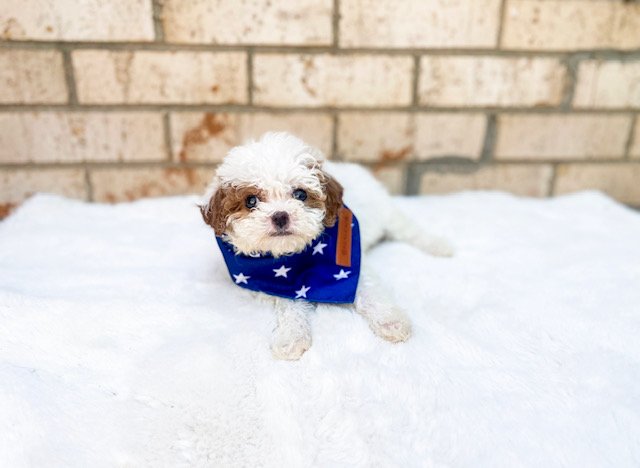 TINY CAVAPOO PUPPY