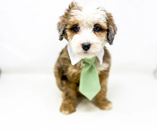 RED MERLE AUSSIEDOODLE MIX BREEDER