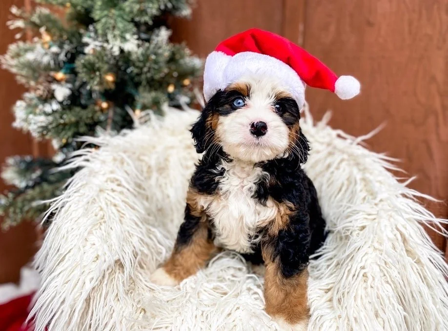 mini bernedoodle puppies for sale near me
