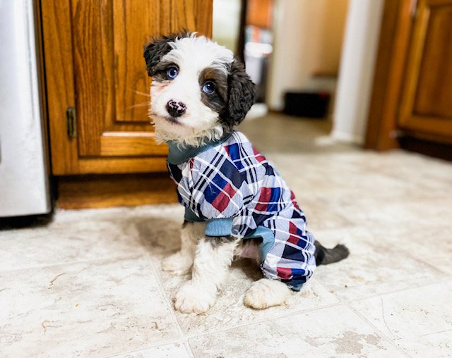 what is a merle mini bernedoodle