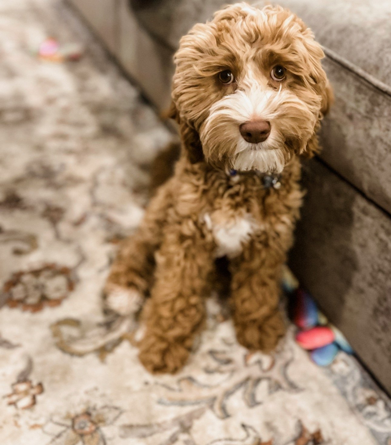 caramel australian labradoodle