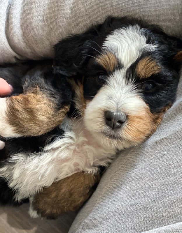 top breeders in kansas that have doodle puppies