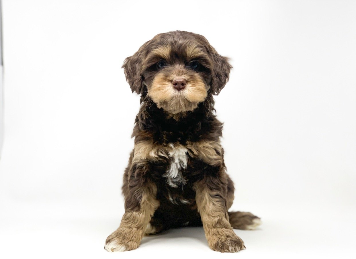 chocolate australian labradoodle puppies for sale