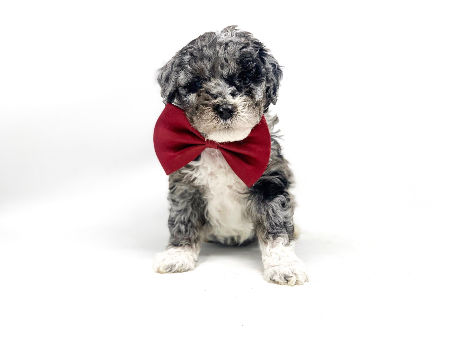 merle bernedoodle puppies for sale