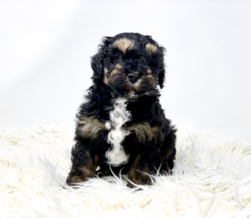 tiny bernedoodles for sale