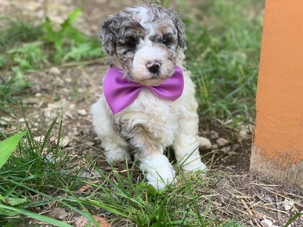 what is an australian bernedoodle