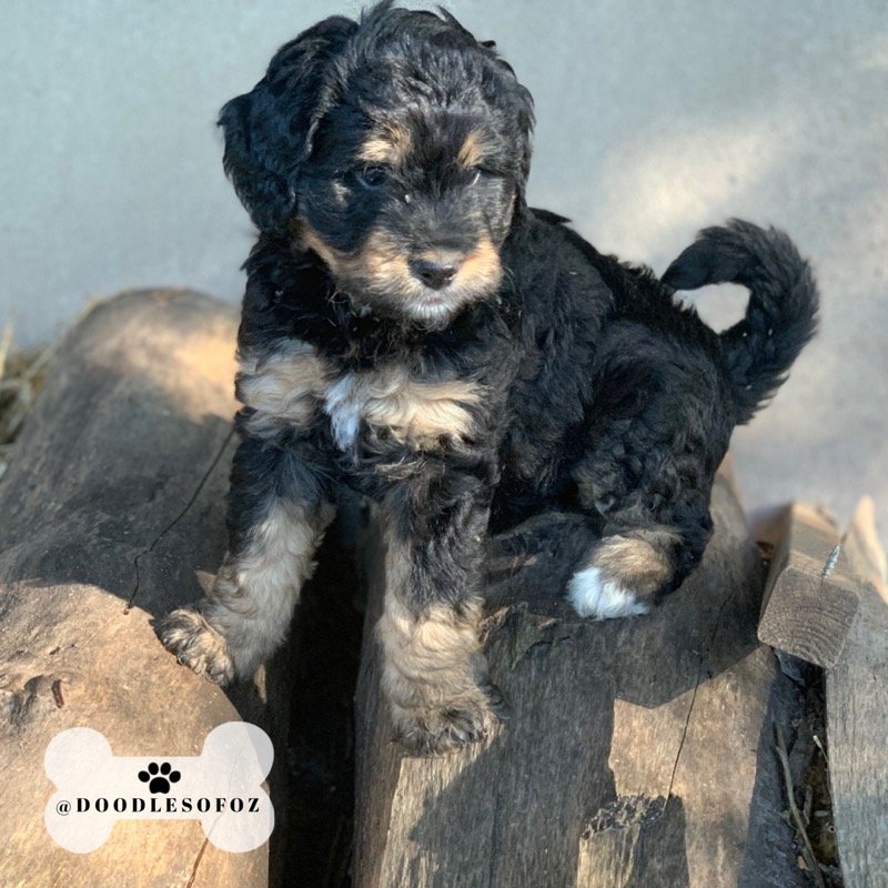 standard bernedoodle puppies for sale