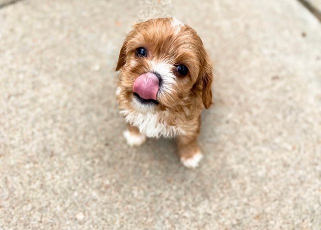 australian labradoodle and cavapoo mix