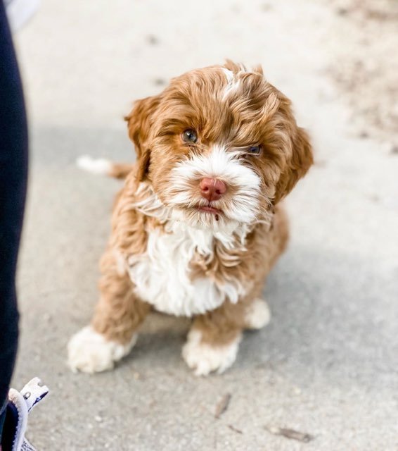 caramel australian labradoodle