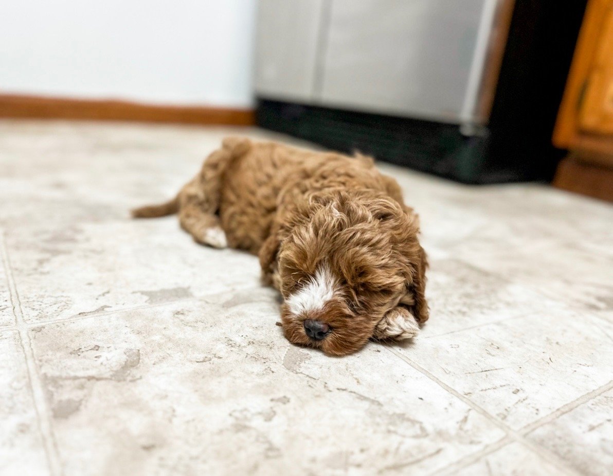 multigenerational australian labradoodles