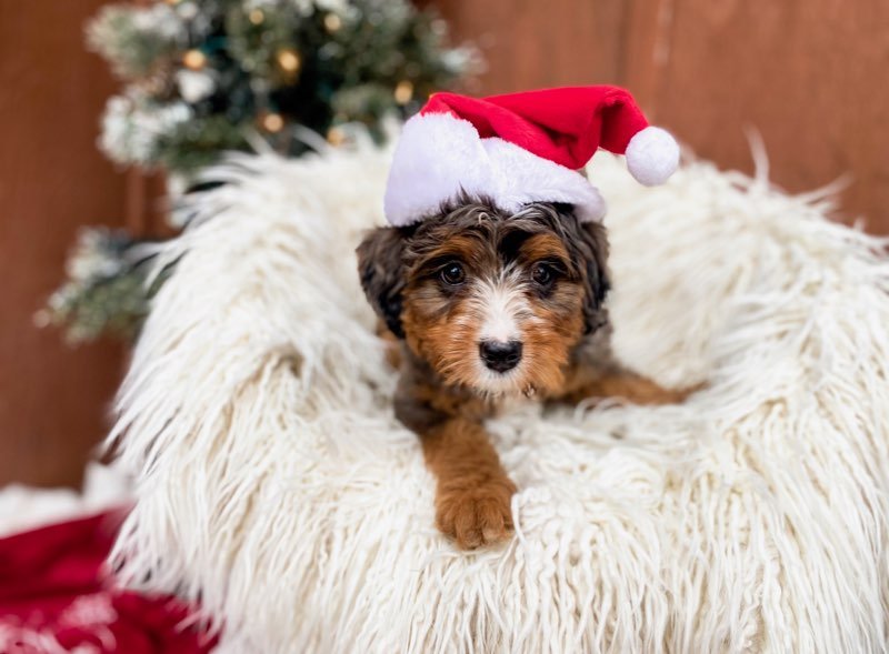 where to find a blue eyed bernedoodle puppy for sale