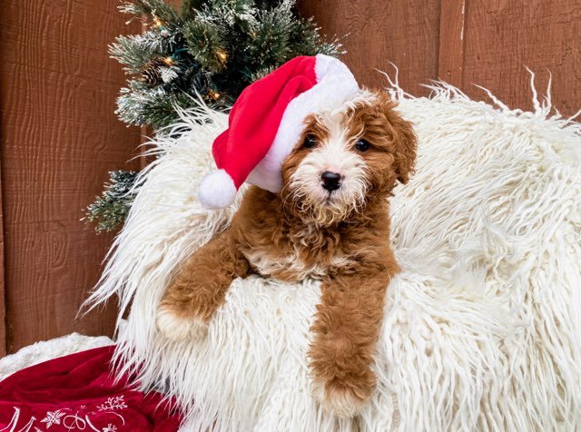 where to find red tuxedo bernedoodle puppies