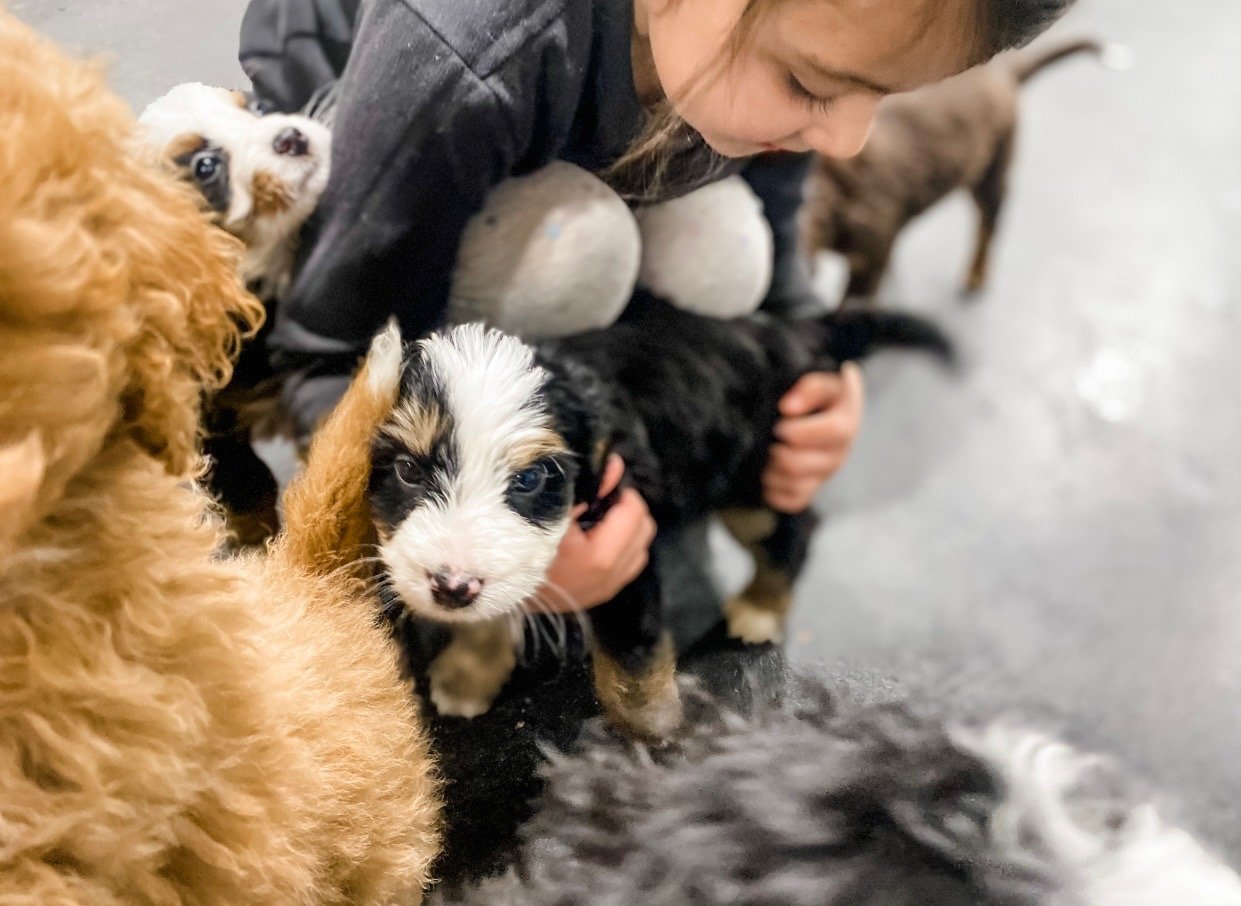 do bernedoodles like kids