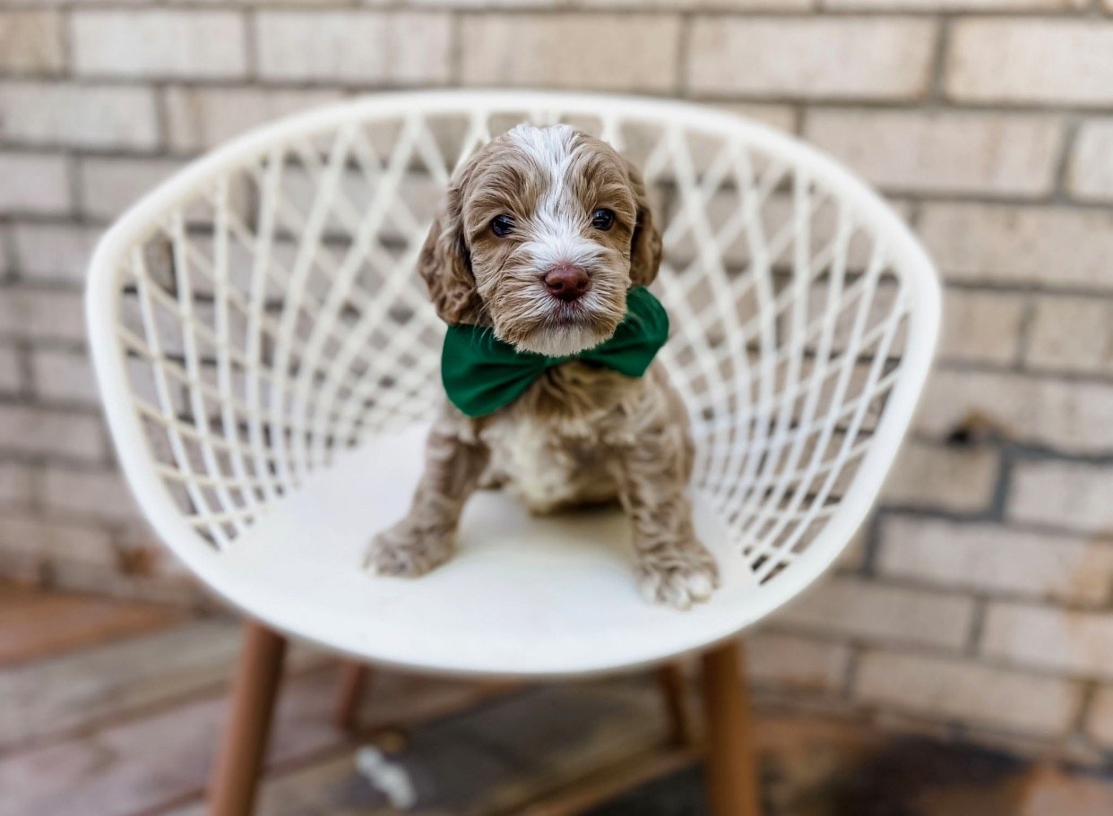 mini labradoodle puppies available near me