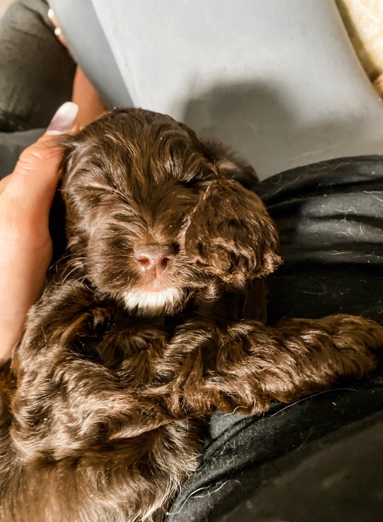 where can i find australian labradoodle puppies for sale near me