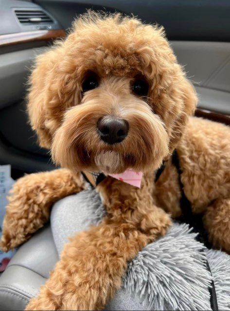 reputable australian labradoodle breeder