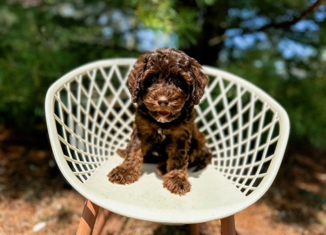 chocolate sable australian labradoodle puppy