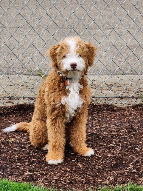 red and white bernedoodle full grown