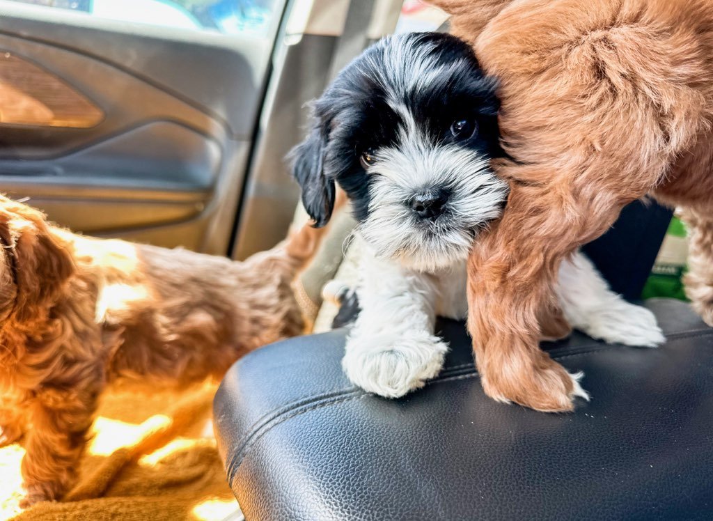 tiny australian cavoodle puppy