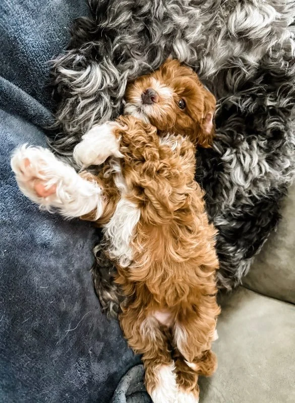 ozzy doodles for sale ozzy doodles for sale