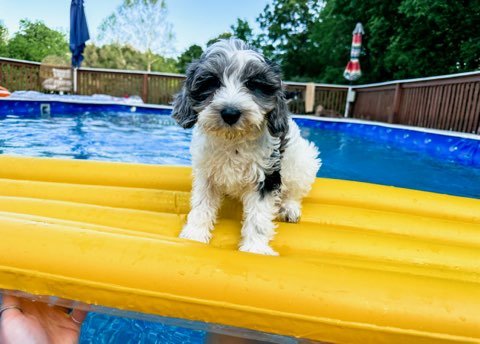 do cavapoos like to swim