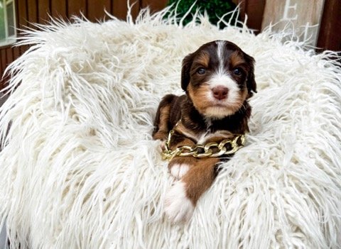 standard australian bernedoodle breeders near me