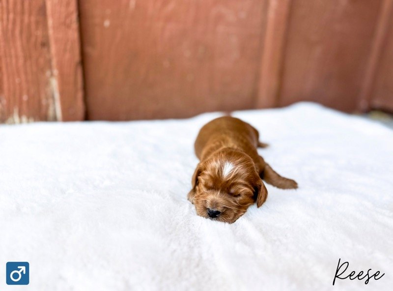 cavalier poodle mixes