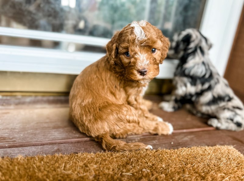 blue eyed cavoodle puppies for sale